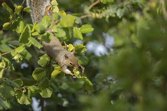 Grey squirrel (Sciurus carolinensis) adult animal feeding in a Hazel tree, Suffolk, England, United