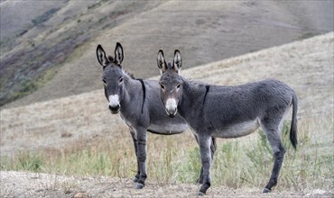 Two donkeys, Funny, Kyrgyzstan, Asia