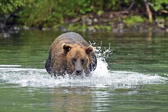 Brown bear (Ursus arctos) hunting for salmon in the water, Lake Clark National Park, Alaska