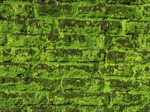 Green overgrown old bricks, antique wall, background