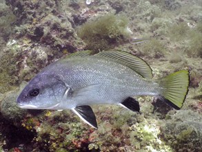 Brown meagre (Sciaena umbra), dive site Marine Protected Area Iles Medes, L' Estartit, Costa Brava,