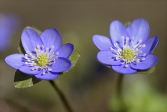 Liverwort (Hepatica nobilis) in bloom, North Rhine-Westphalia, Germany, Europe