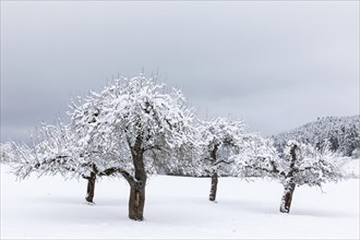 Orchard meadow with snow, winter, Menningen, Meßkirch, Upper Danube nature park Park,