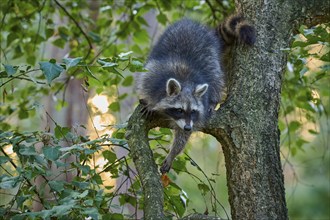 Raccoon (Procyon lotor), hanging from a tree trunk in a forest, Hesse, Germany, Europe