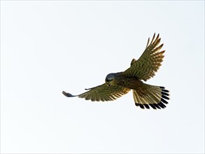 Kestrel, female Common Kestrel (Falco tinnunculus) in flight, shaking, looking for prey, Texel