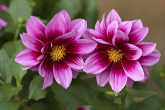 Dahlia blossoms (Dalia), Bavaria, Germany, Europe