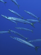 Group, shoal of european barracuda (Sphyraena sphyraena) near Hyères. Dive site Giens Peninsula,