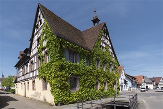 Historical half-timbered house overgrown with wild vines, Köndringen, Baden-Württemberf, Germany,