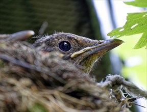 Nestling, young blackbird (Turdus merula) in nest, Saxony, Germany, Europe