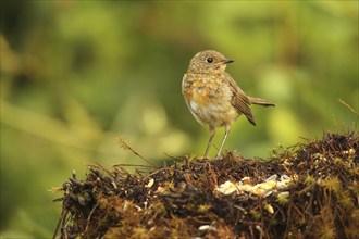 European robin (Erithacus rubecula) fledgling at summer feeding, Allgäu, Bavaria, Germany, Europe