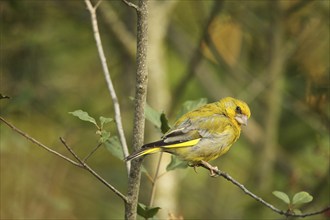 European greenfinch (Chloris chloris) Allgäu, Bavaria, Germany, Europe