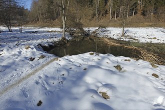 European beaver (Castor fiber) stream dammed by dam with often used exit in winter, Allgäu,