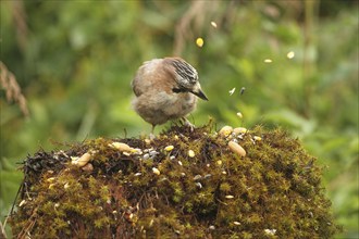 Eurasian jay (Garrulus glandarius) rummaging through summer food, Allgäu, Bavaria, Germany, Europe