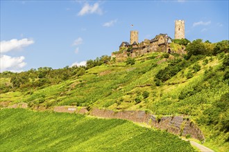 View over vineyard and castle of Thurant, valley Moselle, Rhineland Palatinate, Germany, Europe