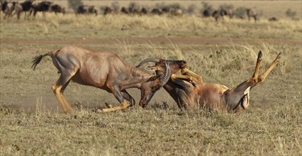 Fight between two Topi lei antelope bulls, Maasai Mara Game Reserve, Kenya, Africa