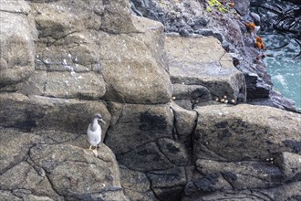 Cormorants (Phalacrocoracidae), Otago Peninsula, New Zealand, Oceania