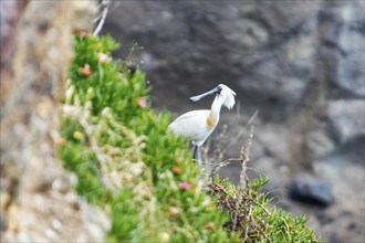 Royal spoonbill (Platalea regia), Otago, New Zealand, Oceania