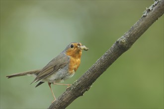 European robin (Erithacus rubecula) with food, castle park, Biebrich, Wiesbaden, Taunus, Hesse,