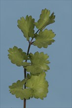 Salad Burnet (Sanguisorba minor) leaves