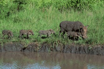 Wart Hogs, female with youngs, Hluhluwe national park, South Africa (Phacochoerus aethiopicus),