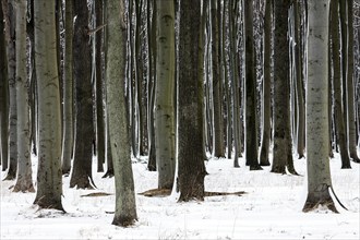 Tree trunks in the ghostly forest or Nienhäger Holz, near Nienhagen, Mecklenburg-Vorpommern,