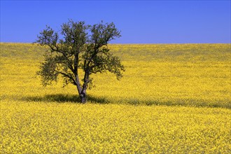 Tree in a yellow flowering rapeseed (Brassica napus) field, rapeseed, blue sky, Germany, Europe