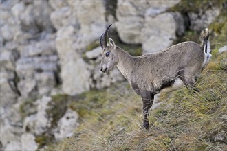 Alpine ibex (Capra ibex), with the eye disease chamois blindness (also known as chamois blindness),