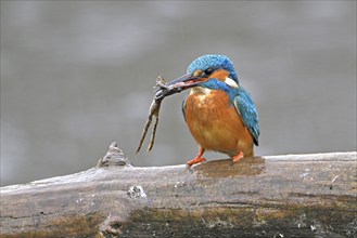 Common kingfisher (Alcedo atthis), with a captured frog in its beak, Switzerland, Europe