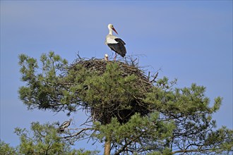 White stork (Ciconia ciconia), pair sitting on eyrie, Switzerland, Europe