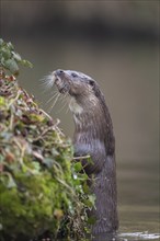 European otter (Lutra lutra) adult animal looking up at a river bank, Norfolk, England, United