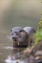 European otter (Lutra lutra) adult feeding on a fish by a river bank, Norfolk, England, United