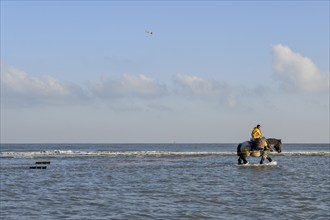 Horse fishermen catching Brown shrimp (Crangon crangon), Koksijde, North Sea coast, province of