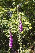 Lupins (Lupinus), New Zealand, Oceania