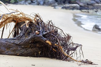 Tree remains, flotsam and jetsam, Kaiteriteri, New Zealand, Oceania