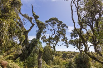 Ship Creek, Walk, Neuseeland