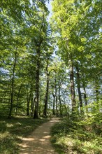 Summer in oak forest, Forest of Troncais. Allier department. Auvergne Rhone Alpes. France