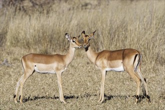 Common impalas (Aepyceros melampus), two females in dry grassland, showing affection, eye contact,