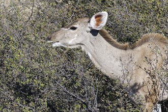 Greater kudu (Tragelaphus strepsiceros), adult female among the shrubs, feeding on leaves, savanna,