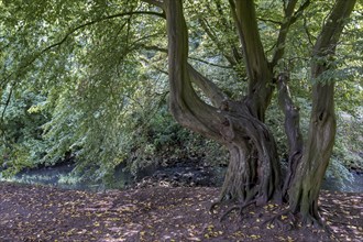 Old beech tree, Münsterland, North Rhine-Westphalia, Germany, Europe