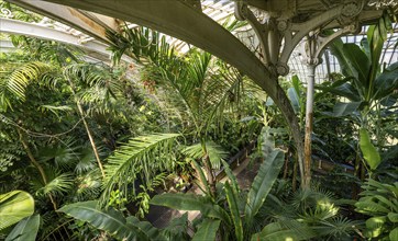 Tropical rainforest, Palm House, oldest Victorian greenhouse in the world, Royal Botanic Gardens,