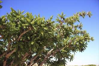 Wadi Dawqah, Incense Tree Cultures, UNESCO World Heritage Site, frankincense (Boswellia Sacra)