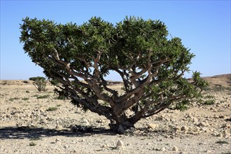 Wadi Dawqah, Incense Tree Cultures, UNESCO World Heritage Site, frankincense (Boswellia Sacra)