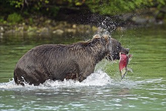 Brown bear (Ursus arctos) standing in the water with a freshly caught salmon in its mouth, Lake