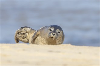 Common or Harbor seal (Phoca vitulina) juvenile baby pup resting on a coastal sandy beach, Norfolk,