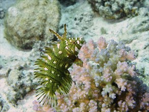 Juvenile tree wrasse (Novaculichthys taeniourus) (Labrus taeniourus), wrasse, dive site St Johns