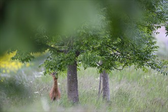 Roe deer (Capreolus capreolus) adult animal feeding on a tree on a farmland field margin, Suffolk,