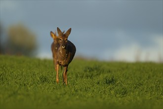 Roe deer (Capreolus capreolus) adult female animal walking in a farmland cereal field being