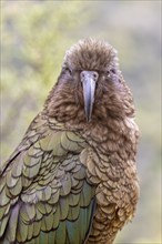 Kea (Nestor notabilis), Fiordland National Park, New Zealand, Oceania