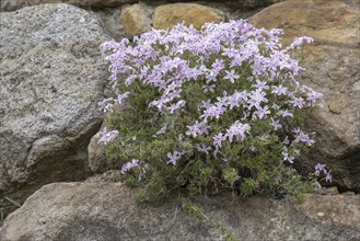 Creeping phlox (Phlox subulata), Phlox subulata 'Candy Stripes, North Rhine-Westphalia, Germany,