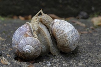 Burgundy snails (Helix pomatia) mating, Friedenau, Berlin, Germany, Europe